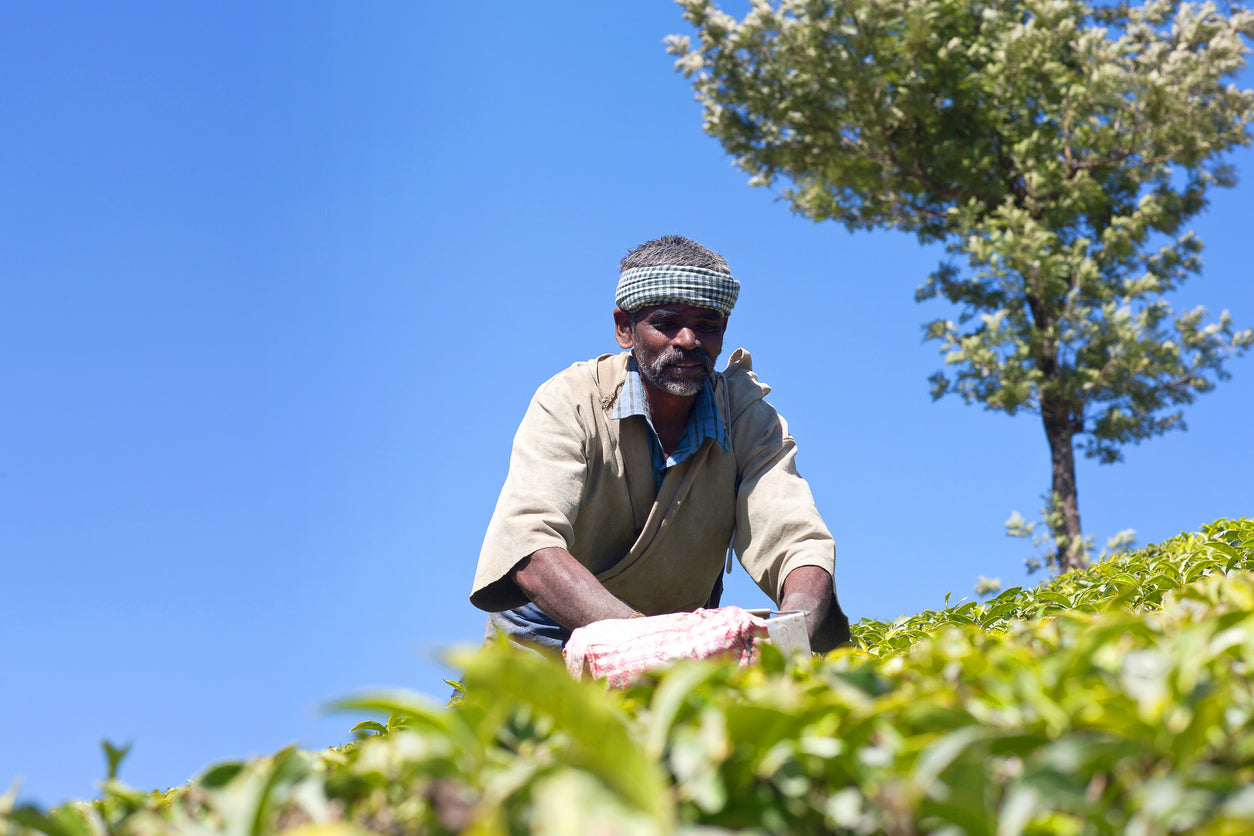 A Community Benefits from Growing Rooibos