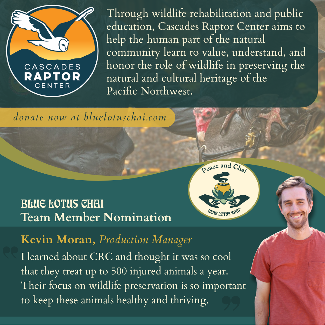A promotional graphic for 'Peace and Chai Month' by the Cascades Raptor Center, featuring a man wearing a beanie and face mask, a coffee cup, and text about wildlife rehabilitation and team member nomination. The Blue Lotus Chai logo is also shown.
